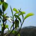 Buy Old Yunnan Puer Tea 250g - Premium Chinese Fermented Black Tea for Health & Wellness - Buy Online on GoSupps.com