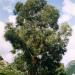 Buy 30+ SEMI Tasmania Gum Blue Eucalyptus Globulus - International Shipping Available - Buy Online on GoSupps.com