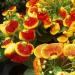 50 Semi Slipper Fiore Fascination Mix Semi Calceolaria Herbeohybrida