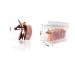 FRCOLOR Safe Soft Makeup Brush - 9x8cm - Perfect for Flawless Application | International Shipping - Buy Online on GoSupps.com