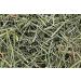 JEVR Chirayta Chiraita Chiraita Chiretta Bitter Stick Swertia Chirata Dry (900 g) - Buy Online on GoSupps.com