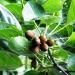 Organic Baheda Powder - 3.5oz | Bibhitaki Fruit Powder - Terminalia bellirica - Buy Online on GoSupps.com