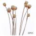 20 Rattan Diffuser Sticks for Essential Oils | Rose Replacement Refills for Home Bedroom Bathroom - Buy Online on GoSupps.com