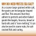 Pretzel Sea Salt - Premium All Natural Coarse Topping for Pretzels, Bagels & Breads - 1 lb pack by Sea Salt Superstore - Buy Online on GoSupps.com