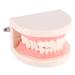 Dental Typodont Model for Dentistry Students | PVC Teaching Aid | 10x8x7 Inch Standard Dental Study Tool - Buy Online on GoSupps.com