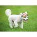 Bbeart Camouflage Pet Hat - Sports Cap with Ear Holes & Chin Straps for Medium & Large Dogs (XL) - Stylish Leisure Visier & Sun Protection - Buy Online on GoSupps.com