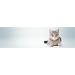 Kattovit Urinary Drink with Chicken | Pack of 2 | 2 x 12 x 135 ML | Complementary food for cats prone to recurrent struvite stones | Can help increase fluid intake - Buy Online on GoSupps.com