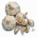 Fresh California Softneck Garlic Bulb for Planting or Eating - 9 Pack - Buy Online on GoSupps.com