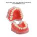 Gingiva Model for Dental Education | Removable Teeth & Soft Oral Teaching Aid for Dental Practice - Shop Internationally - Buy Online on GoSupps.com