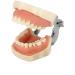 ZCBYBT Dental Preparation Model For Oral Practice 28 Replaceable And Removable Models For Teeth Soft Gums