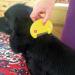 AMK Zero In Flea and Tick Killer Comb for Cats & Dogs Poison Free Kills Fleas Eggs Electric - Buy Online on GoSupps.com