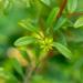 MagJo Naturals Whole Aniseed 16 oz - Premium Anise Seeds from Egypt - Buy Online on GoSupps.com