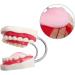 Gljy Dental Clinic Standard Model - Ideal for Teeth & Gum Demonstrations | Easy to Use & Maintain - Buy Online on GoSupps.com