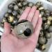 Natural Crystal Rough Ornament 1pc Natural Crystal Quartz Septarian Jasper Ball for Decoration for Fengshuifor Fengshui Decoration Gift Decoration 1pc 40-50mm - Buy Online on GoSupps.com