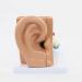 Ear Model Shows The Outer Ear Middle Ear Inner Ear Ossicles and Inner Ear are The Removable Ear Anatomy 1 - Buy Online on GoSupps.com