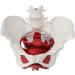 Uterine Model Pelvis with Pelvic Floor Muscle Model Female Pelvis Model - Buy Online on GoSupps.com
