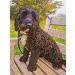 UniWalker Figure of 8 Training Lead For Dogs That Pull. Soft Padded.& Comfortable. 3 Leads in 1. Purple Purple One Size