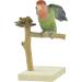 GUANLANT Natural Wood Bird Stand Feeder Toy - Tabletop Portable Parrot Perch Playstand with Feeding Bowl and Treats - Ideal for Parakeets, Conure, Budgies, Lovebirds - Buy Online on GoSupps.com