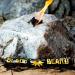 Black Beard Fire Starter Rope (1 Rope) - 100% Weatherproof Fire Starter for Campfires | Light 50+ Fires, 4.5 Hour Burn Time | Infinite Shelf Life, Made in USA - Buy Online on GoSupps.com
