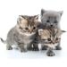 Espree Kitten Shampoo - Gentle Formula for Young Cats - Buy Online on GoSupps.com