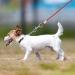 Qcwwy Stainless Steel Dog Anchor | 360 Rotatable Rust-Free 5m Cable for Large Dogs | Durable Pet Anxiety Solution for Courtyard Lawn & Outdoor Camping - Buy Online on GoSupps.com