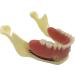 Ernzi Lower Jaw Teeth Study Model - Simulated Oral Tooth Anatomy for Dental Education & Chewing Exercises - Buy Online on GoSupps.com