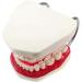 Gljy Dental Clinic Standard Model - Ideal for Teeth & Gum Demonstrations | Easy to Use & Maintain - Buy Online on GoSupps.com