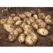 Portaal Cool Seed Potatoes Revenge Seed Potatoes Ukraine 002 G Z - Buy Online on GoSupps.com
