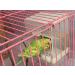 Hypeety Automatic Bird Feeder: No Mess Seed Food Container for Budgerigar, Canary, Cockatiel, Finch, Parakeet - Cage Accessories - Buy Online on GoSupps.com