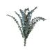Zerodeko 10pcs Flower Plants Wedding Bouquets Eucalyptus Branches Naturales Faux Eucalyptuses Faux Eucalyptus Leaves Eucalyptus Tree Leaves Fake Eucalyptus Christmas Decorations