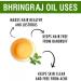 Bhringraj Essential Oil 100% Natural - Cold Pressed Aromatherapy Oil - 500ml Therapeutic Grade - Buy Online on GoSupps.com