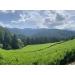 Premium Gyokuro by CHILL TEA Tokyo - Jewel dew - Exclusive Japanese green tea - Mellow deep Umami - 60g - Buy Online on GoSupps.com
