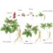 Bestliving American Ginseng Suitable for Insufficient Sleep Heat Reduction fire Anti Fatigue Shop Owner Recommended Home Good Products The United States Wild 8 oz 1 Box - Buy Online on GoSupps.com