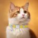 Personalized Yellow Cat Collar with Name & Phone Number | Engraved Elastic Cat Collar with Bell - Shop Internationally! - Buy Online on GoSupps.com