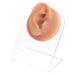 OLYCRAFT Right Ear Displays Model Silicone Ear Model Rubber Ear Silicone Flexible Ear Model Ear Displays Model for Teaching Tools Jewelry Display Earrings  Professional Piercings Practice Ear - Right