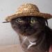 Shop U-M Pet Dog & Cat Straw Hat | Durable Bauer Style Costume | 14cm x 14cm - Buy Online on GoSupps.com