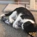 Kitty Kick Stix 15 Original Catnip Kicker Toy (Set of 2) - Made in USA - Mystery Flavor - Buy Online on GoSupps.com