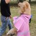 ICSOSO Waterproof Dog Rain Jacket with Hood - Reflective Raincoat for Medium-Sized Dogs (Pink M) - Lightweight & Durable - Buy Online on GoSupps.com