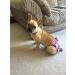 Glenndarcy Dog Diapers Without Tail Hole - Dotty Pink Medium for French Bulldogs - Comfortable & Stylish Long Pants - Buy Online on GoSupps.com