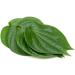 100PCS Fresh Betel Leaf Paan Piper Betel leaves 100 PCS - Buy Online on GoSupps.com