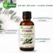 OTTO AURA Pure Eucalyptus Essential Oil 4 Fl Oz (118ml) Premium Grade with Glass Dropper - Buy Online on GoSupps.com