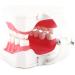 FafeICY 1PC 28 Teeth Teaching Toothbrush Model - Dentist Tool with Handy Toothbrush & Poster for Study Demonstration - Buy Online on GoSupps.com