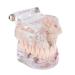 Cocoarm Removable Tooth Model - Dental Care Demo Tool for Teaching Study & Implant Education - Buy Online on GoSupps.com