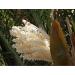 Date Palm Pollen 100 Grams
