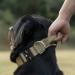 Buy Tspro Premium Dog Collar with Handle - Adjustable Thick Dog Collar for Small to Extra Large Dogs | Heavy-duty Quick Lock Metal Buckle | Khaki Size L (47-66cm) - Buy Online on GoSupps.com