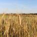 Organic Khorasan Wheat 5kg - Directly from Farm - Certified Organic Cultivation - Buy Online on GoSupps.com