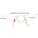 Dr.Fish 200PCs Pompano Rig Making Kit | Surf Fishing Rig Accessories | Saltwater Bottom Rig Parts with Circle Hooks, Beads, Swivels, and Snaps - Buy Online on GoSupps.com