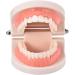 Standard Teeth Model | Tooth Models for Teaching Kids - Important Brushing Teaching Teeth Model Tool and Children Fulenyi - Buy Online on GoSupps.com
