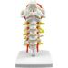 Spinal Nerves Cervical Spine & Occipital & Vertebral Artery Model Spinal Nerve Model Human Cervical Model with Neck Artery Hospital Teaching Model - Buy Online on GoSupps.com