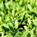 250g de th Oolong biologique chinois Lait Oolong Th vert Nouveau th de printemps de Nourriture verte - Buy Online on GoSupps.com